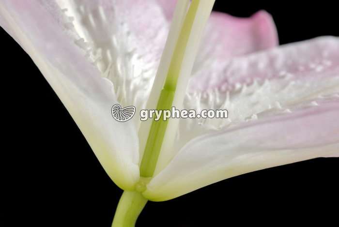 Lys - Ovaire  - gryphea.com